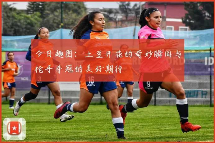 今日趣图：土豆开花的奇妙瞬间与枪手夺冠的美好期待